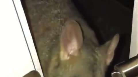 Funny videos of animals part 239