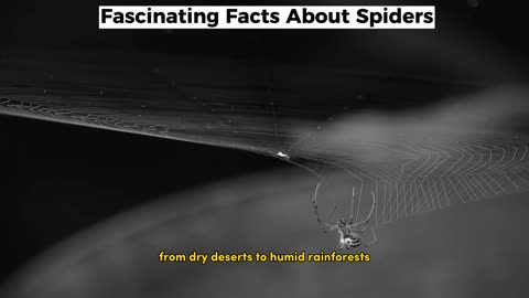 Fascinating Facts About Spiders