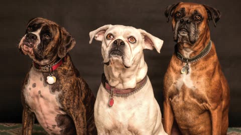 Dogs
