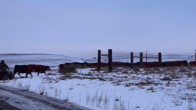 Cattle Drive in the Snow! Cows Run Down the Road