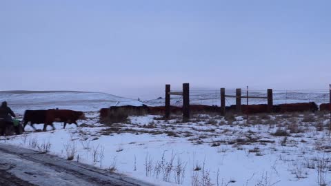 Cattle Drive in the Snow! Cows Run Down the Road