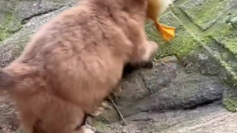 dog and duck