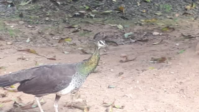 peacock.. beautiful😆😆😆😆😆😆😆😆