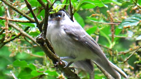 Tufted Titmouse