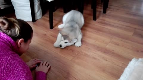 Alaskan malamute puppy talk