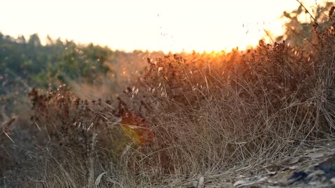 grass sunset video _ cinematic twilight _ Beautiful scenery