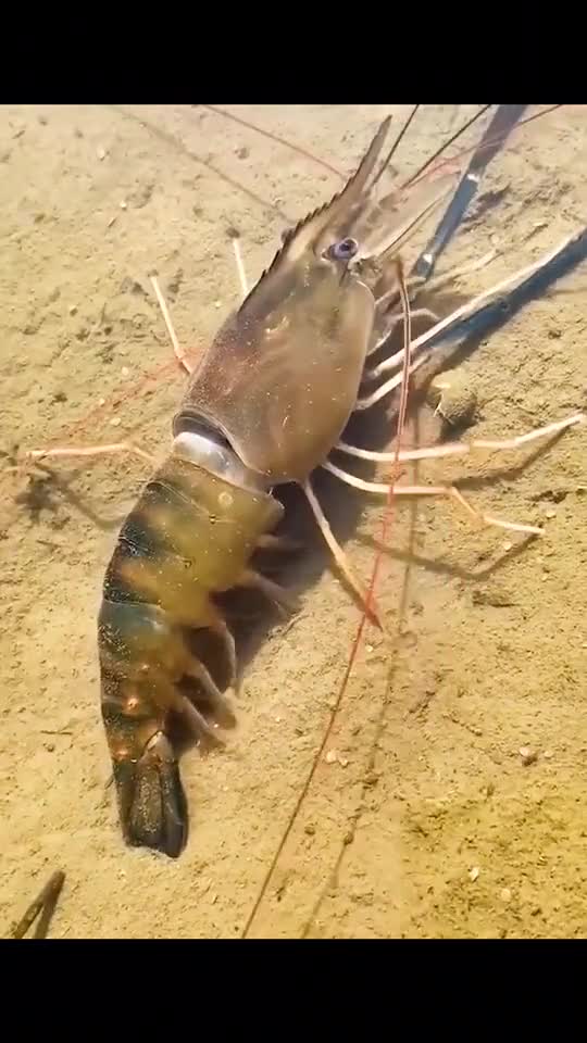 molting shrimp