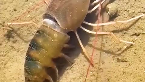 molting shrimp