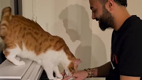 Cat is listening the piano 🎶🙀