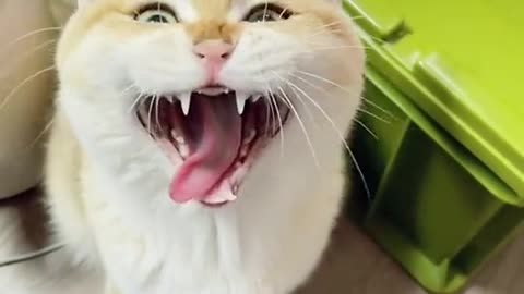 Oh my God- so Funny cat video