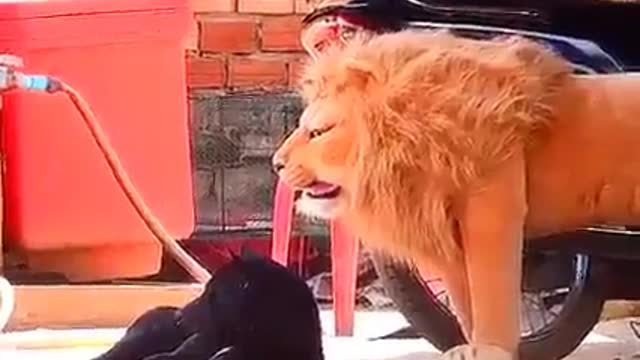 Prank dog sleep video 2022