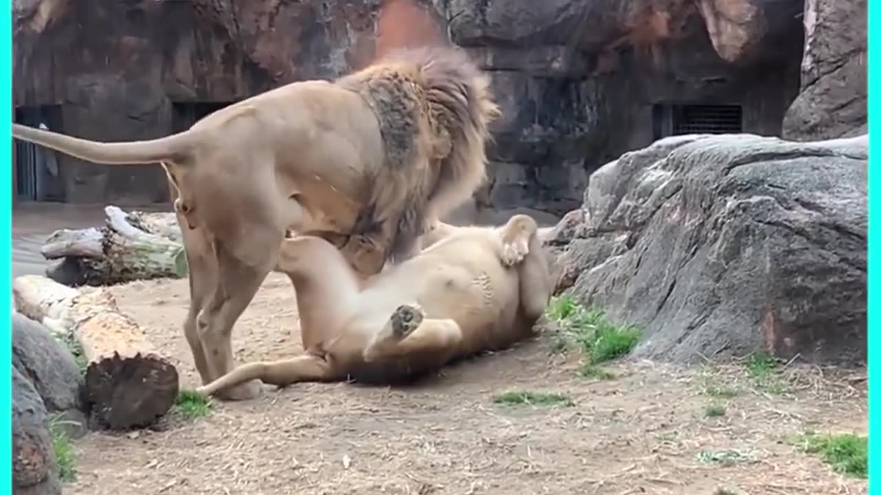 Tiger sex in the park😮