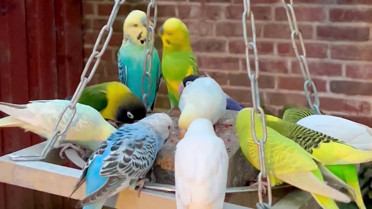 Budgies and Love Birds in Outdoor Bird Aviary