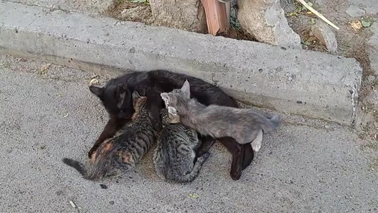 Cute kittens and mother cat living on the street.