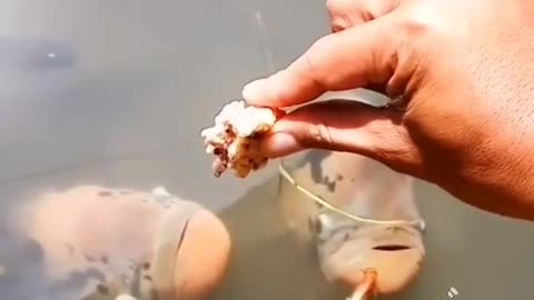This is a beautiful and charming water-dwelling species