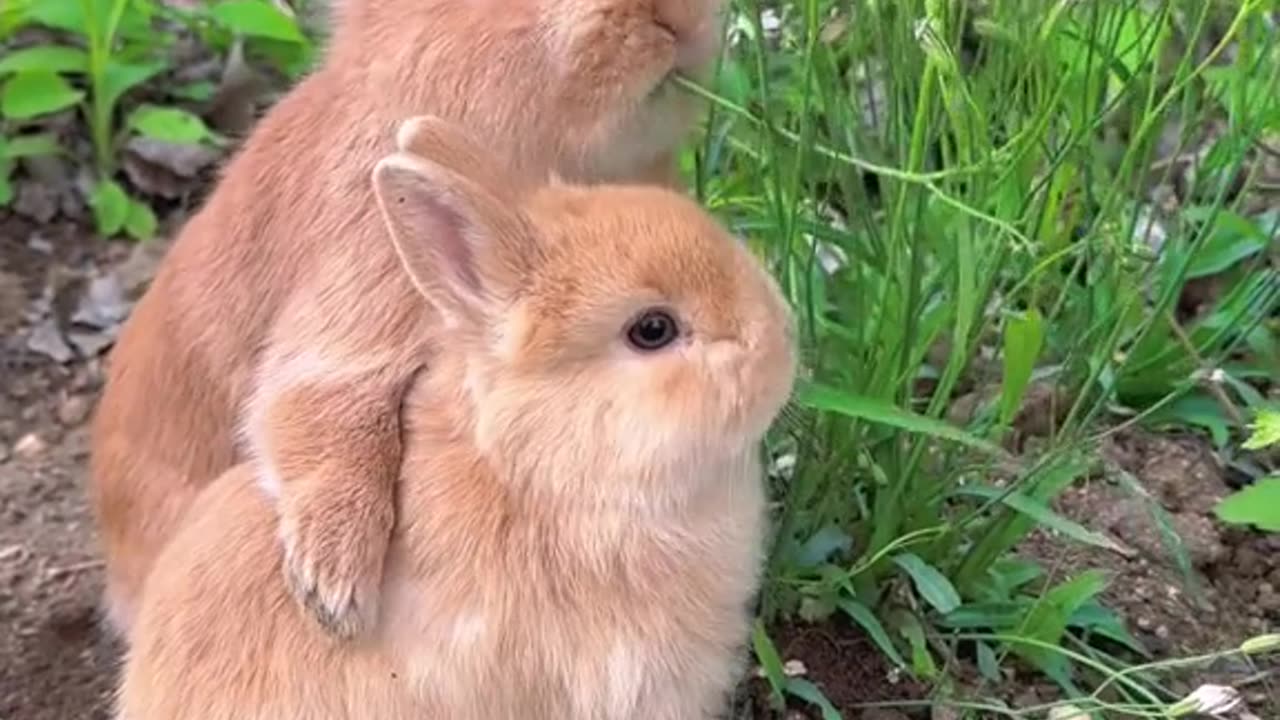 Cute Rabbit