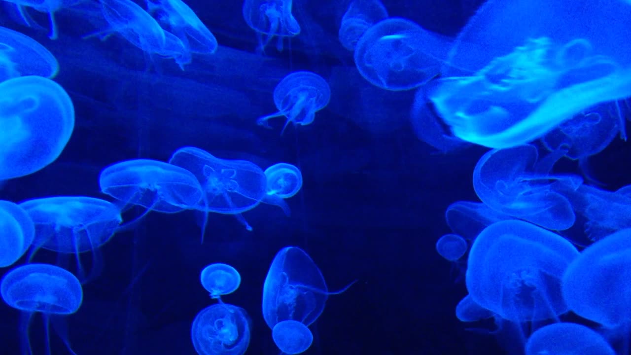 Mesmerizing Jellyfish Swimming in the Ocean