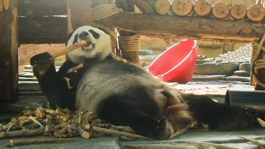 The giant panda is a national treasure of the animal world