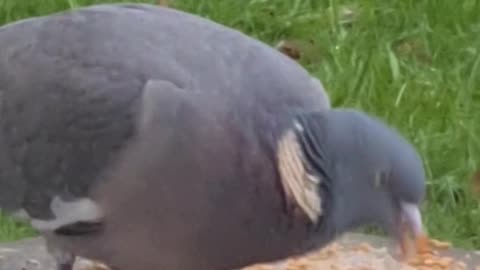 Hungry Pigeon