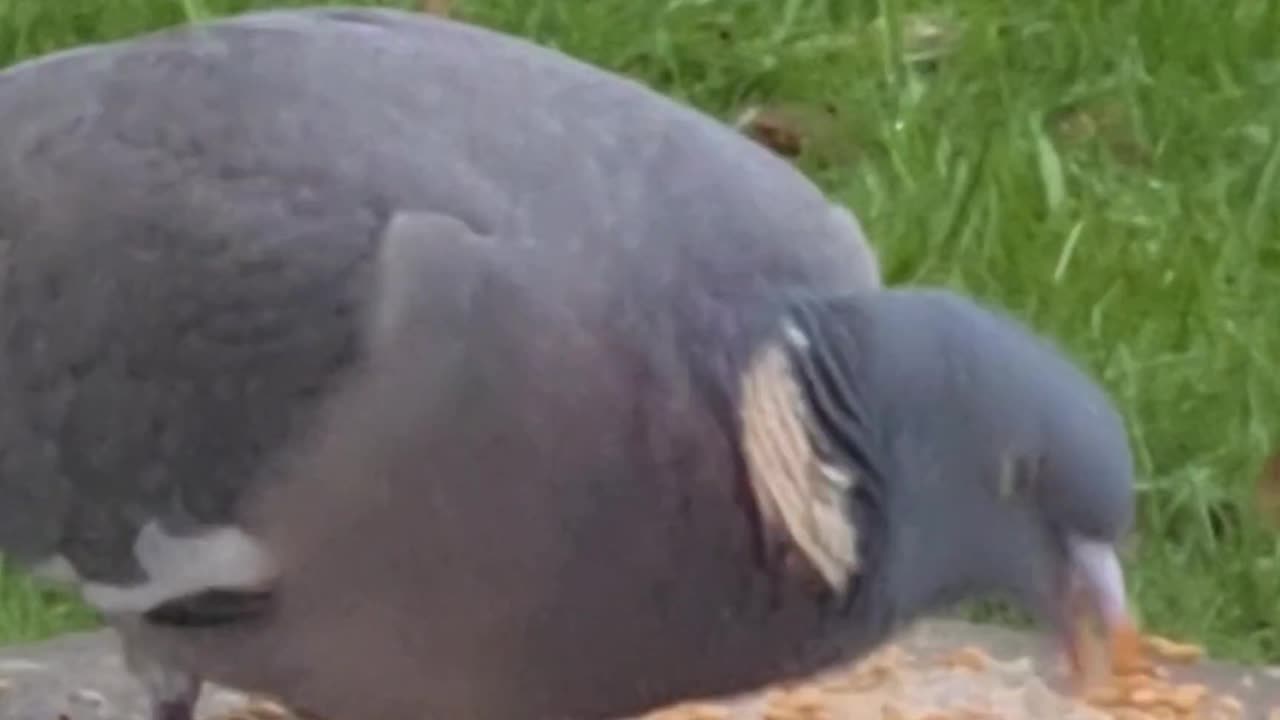 Hungry Pigeon