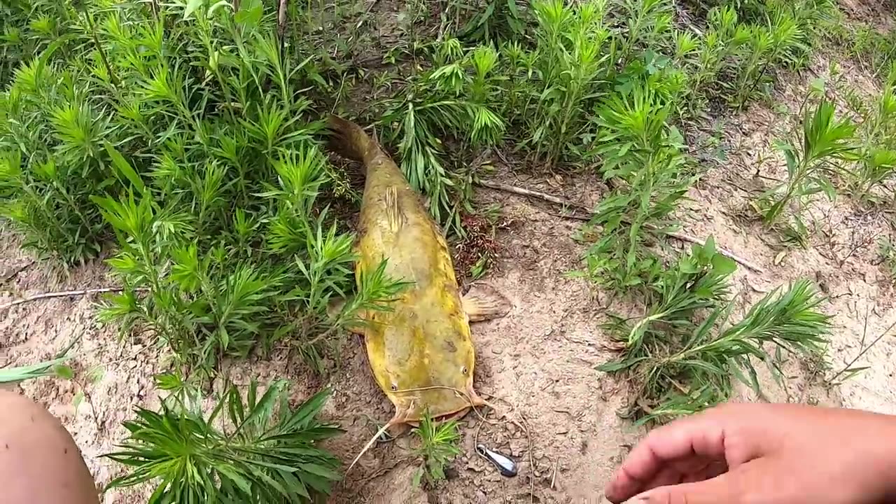 River Fishing Using Set Lines for Flathead Catfish!!