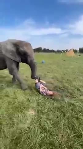 Elephant comedy.....