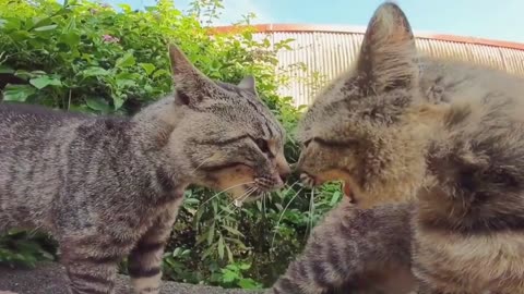 Two cats getting ready to fight each other