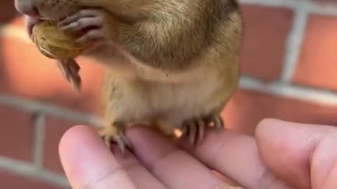 Animal funny video