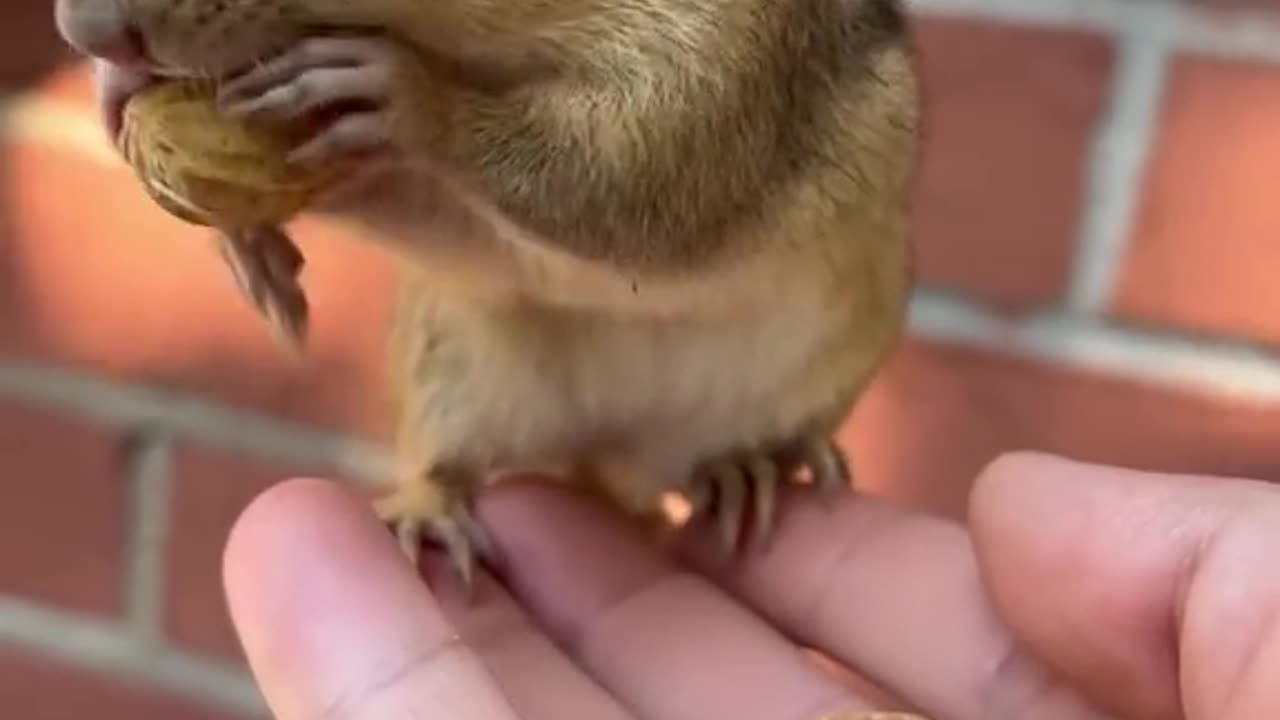 Animal funny video