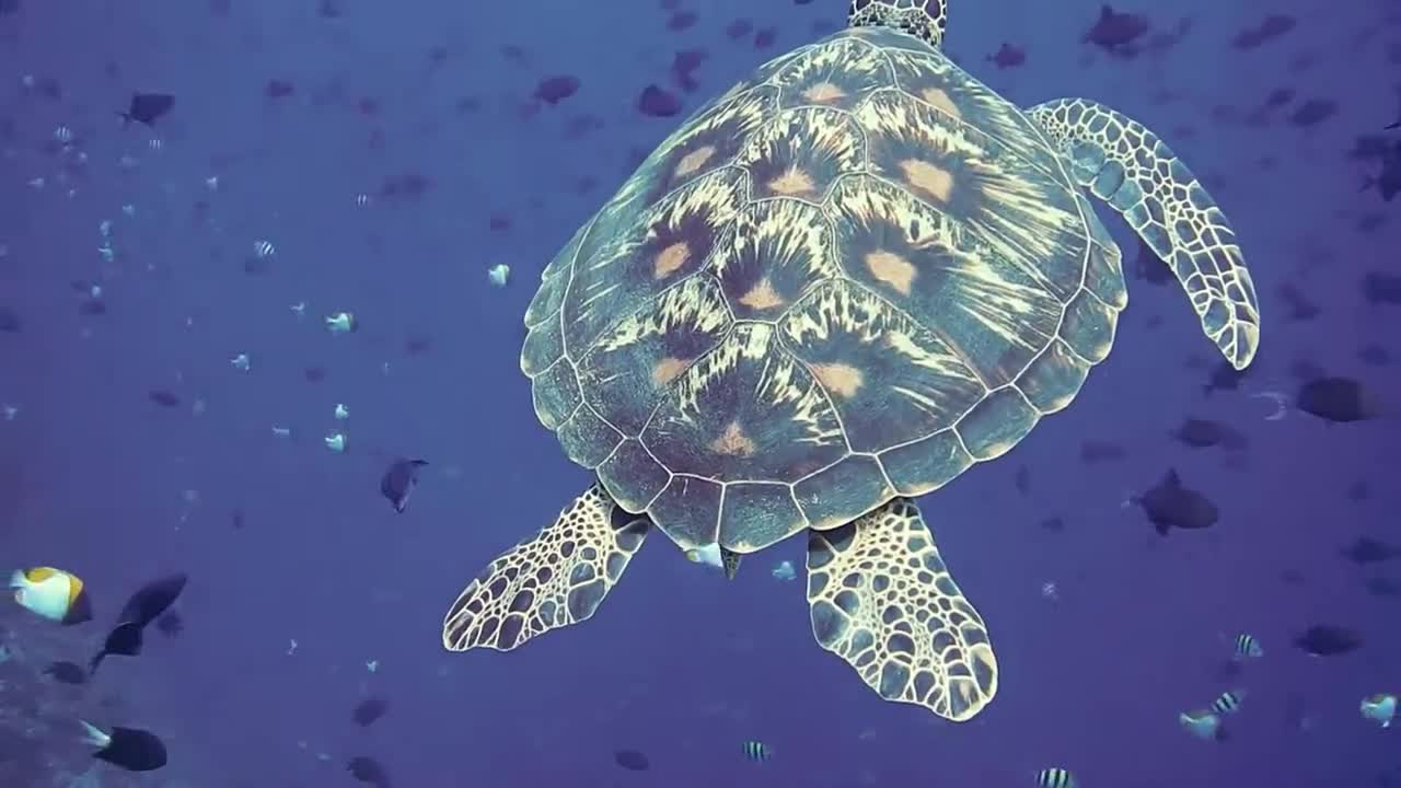 Turtle swiming in sea