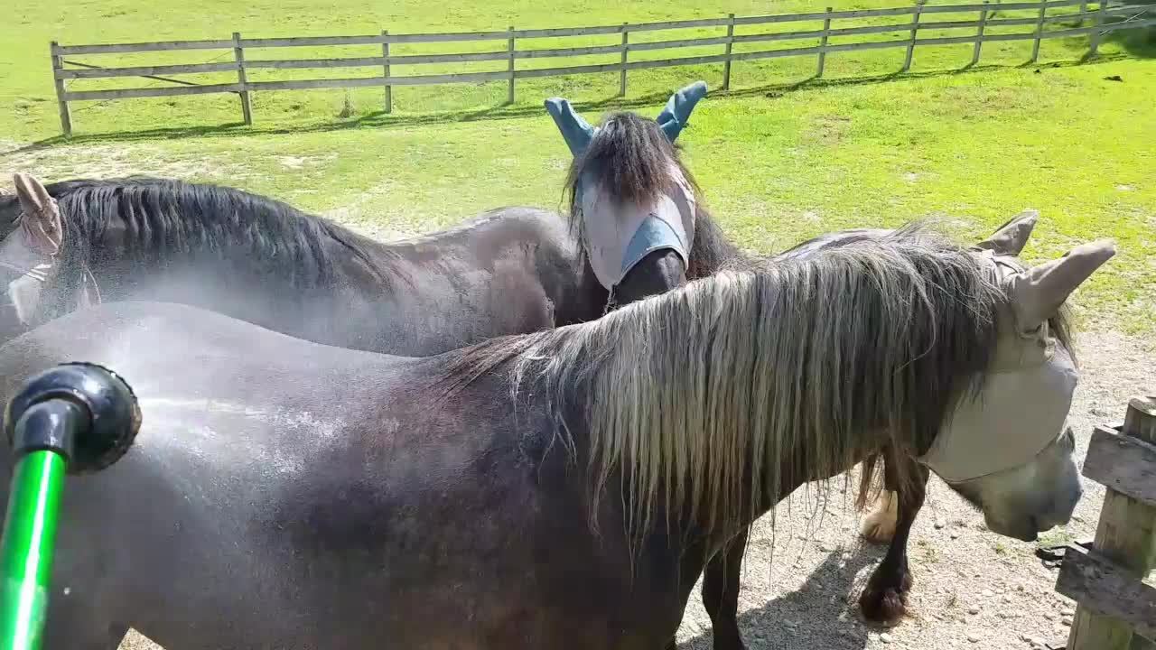 Silly Horse Gets Cooled Off By Hose