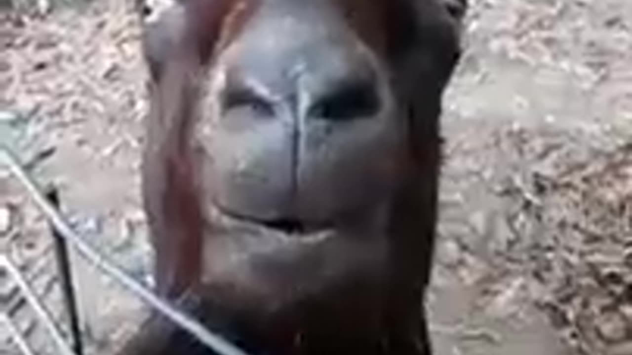 Funny goat talking