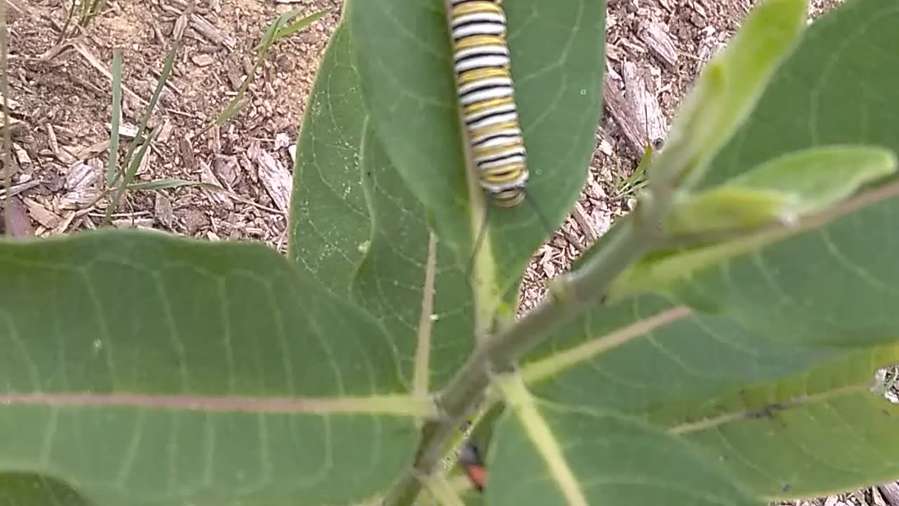 Monarch Butterfly Caterpillar