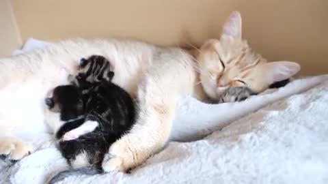 Mother cat sleeps surrounded by baby kittens