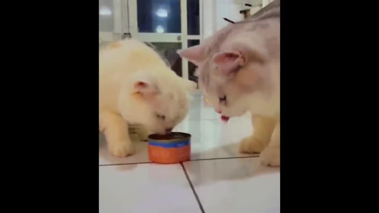 Cute Cats😻