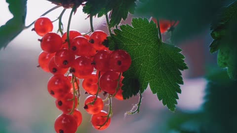 In the garden is a plant of berries.