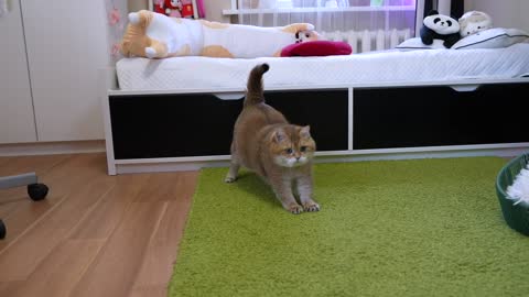 How Small Of A Hole Can Hosico Cat Fit Through