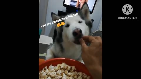 Husky Teasing, Prank with husky