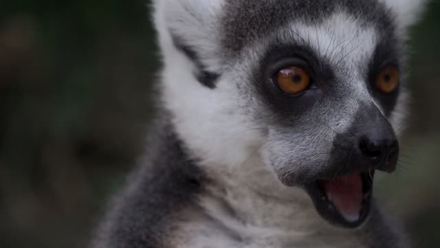 A Small Lemur Eating Dried Leaf