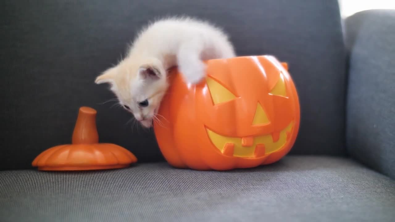 Cute tabby kitten hiding inside pumpkin bucket, Happy Halloween