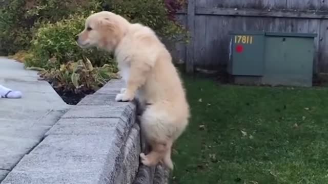 FUNNY Super Dogs And Cats Reaction Video