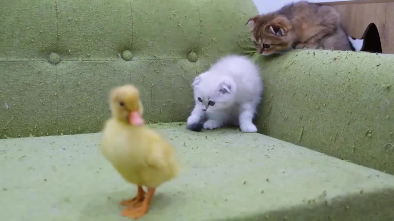 Cat 😸 chicken 🐔🐔🐔 funny 😂😂 videos