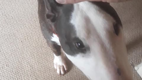 english bull terrier playing on stairs