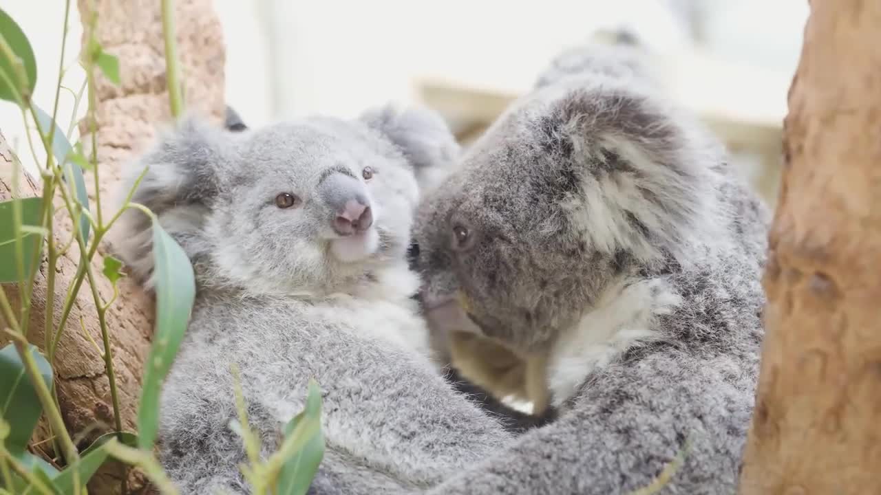 This baby Koala just loves cuddling