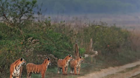Wildlife in closer view with a natural perspective.