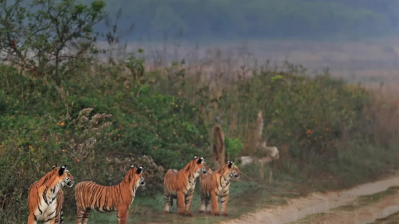 Wildlife in closer view with a natural perspective.