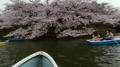 【360°VR 5K】東京の桜 / Japanese Cherry Blossom, Tokyo