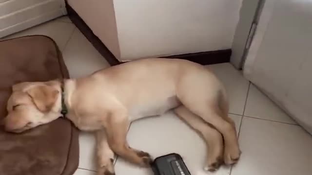 Funniest & cutest Labrador Puppies
