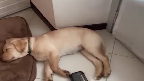 Funniest & cutest Labrador Puppies