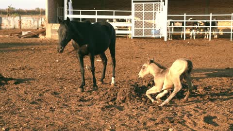 maye 🐎 horse